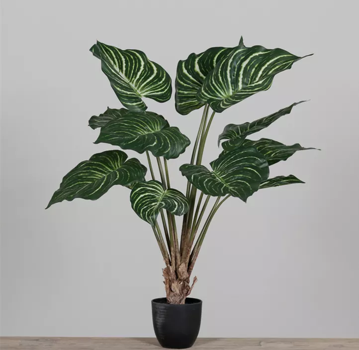 Dieffenbachia im Kunststofftopf