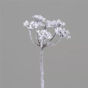 Dill beschneit