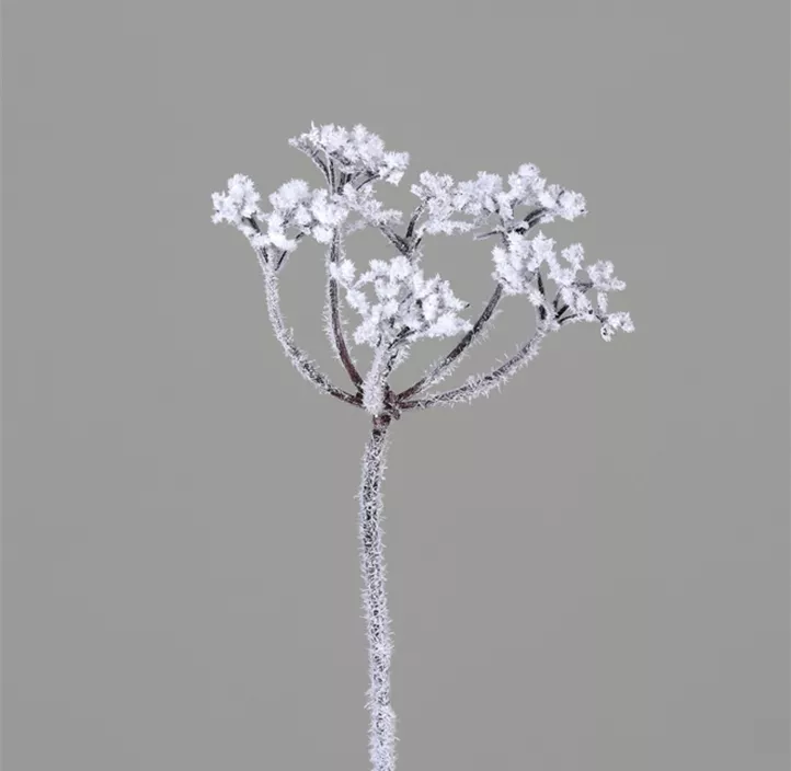 Dill beschneit