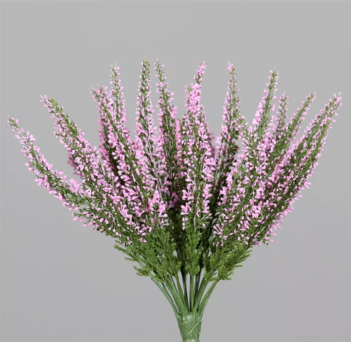 Erika (Calluna)