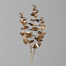 Eukalyptus