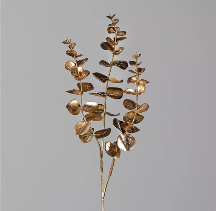 Eukalyptus