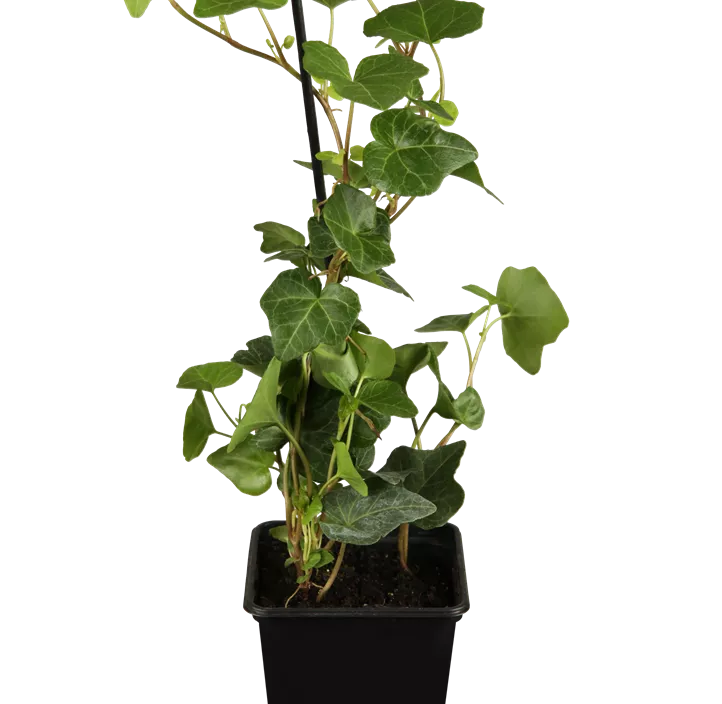 Großblättriger Irischer Efeu, 7 Liter