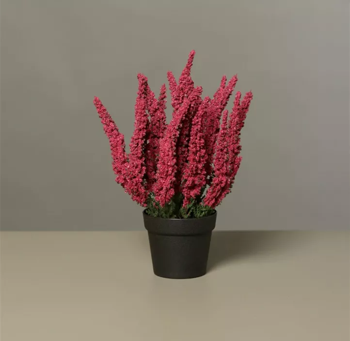 Erika-Calluna im Topf