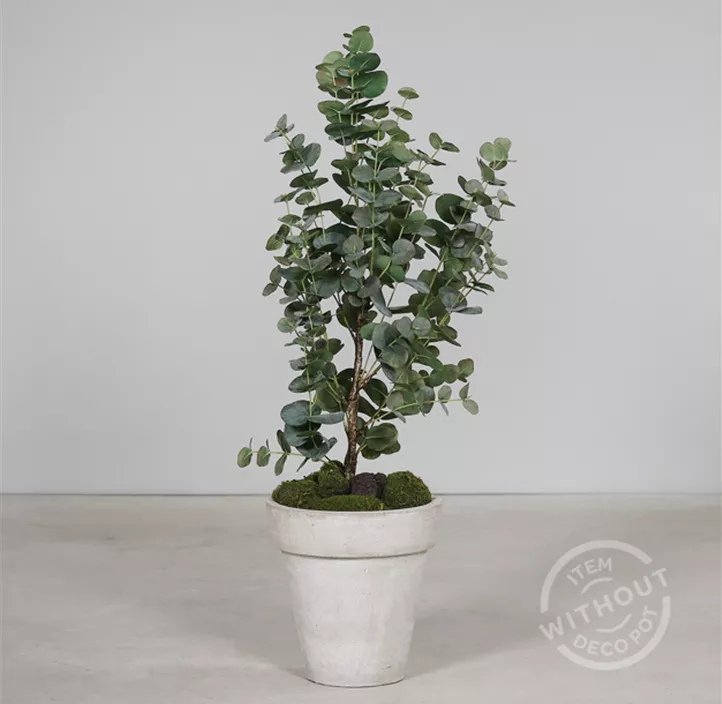 Eukalyptus im Kunstofftopf