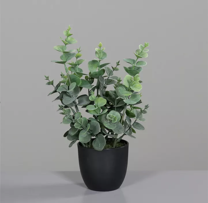 Eukalyptus im Kunstofftopf