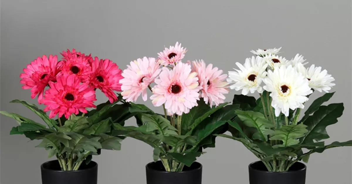 Gerbera im Topf - Bellaflora