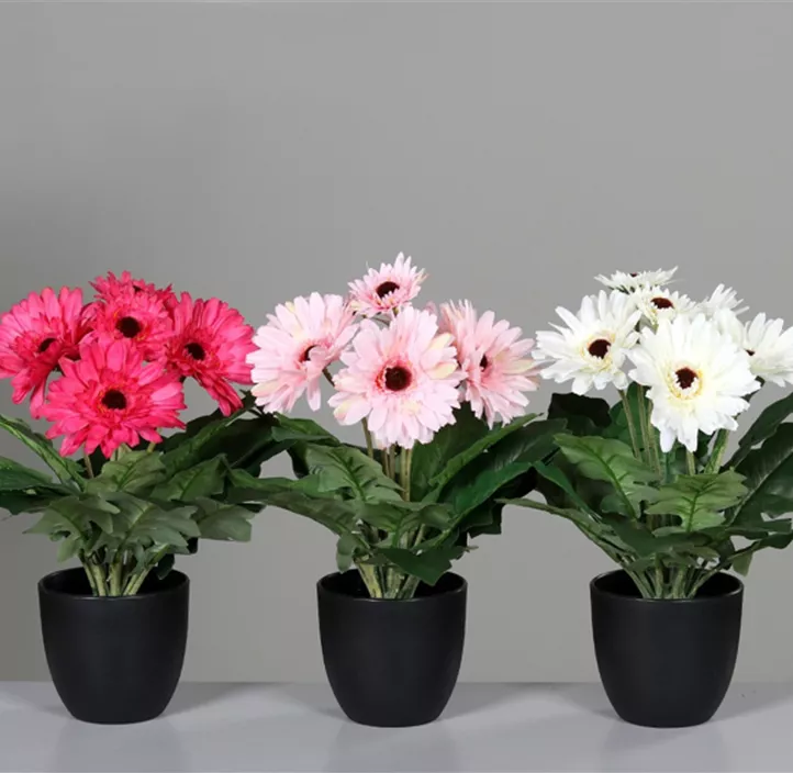 Gerbera im Topf