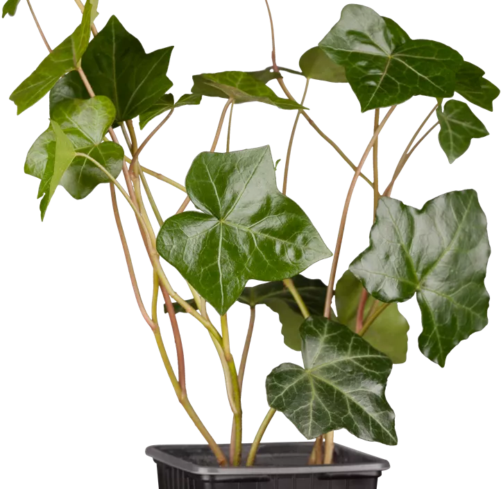 Großblättriger Irischer Efeu, 7 Liter