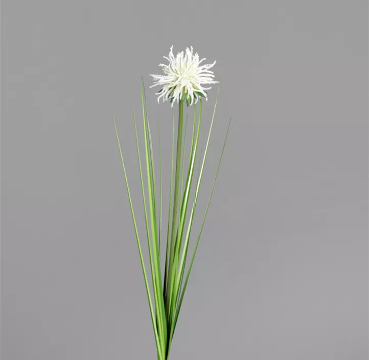 Gras mit Fruchstand
