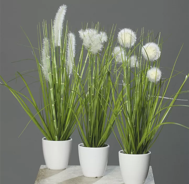 Grassortiment im Topf