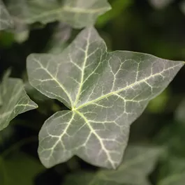 Hedera helix hibernica