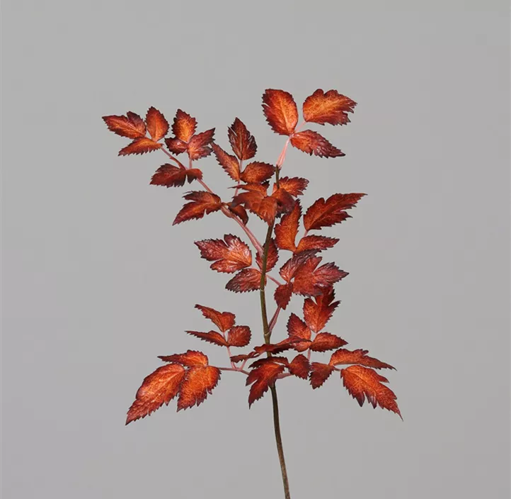Herbstlaub-Zweig