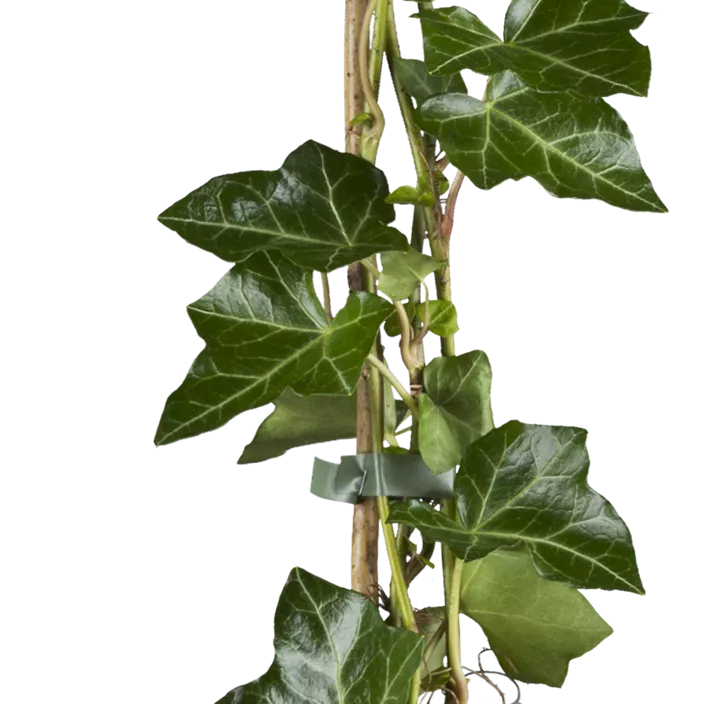 Großblättriger Irischer Efeu, 7 Liter