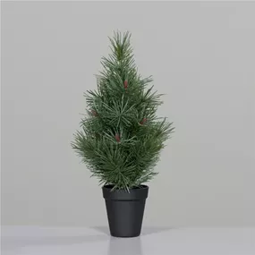 Kiefernbaum im Topf