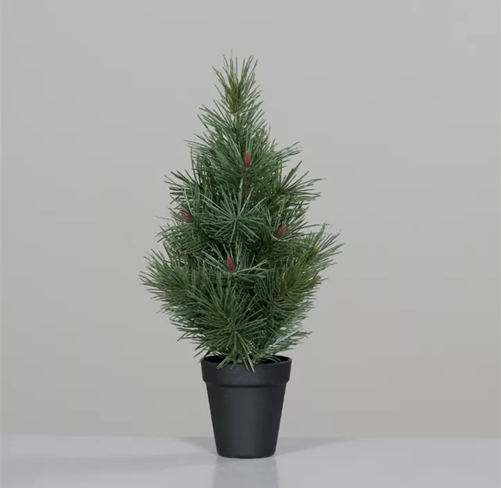 Kiefernbaum im Topf
