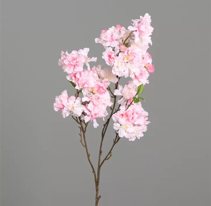 Orchidee Dendrobium (Shop)