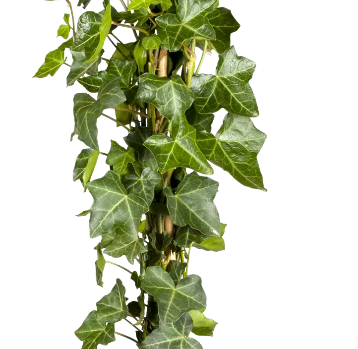 Großblättriger Irischer Efeu, 7 Liter