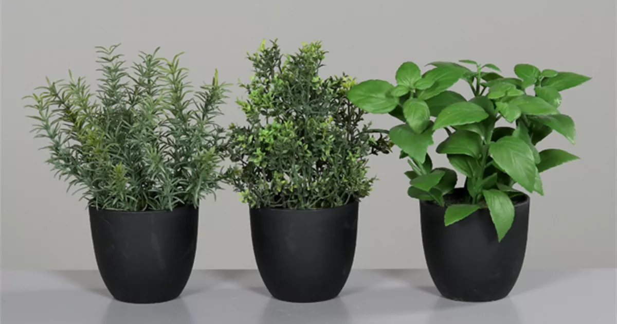 Kruter im Kunststofftopf sortiert - Bellaflora