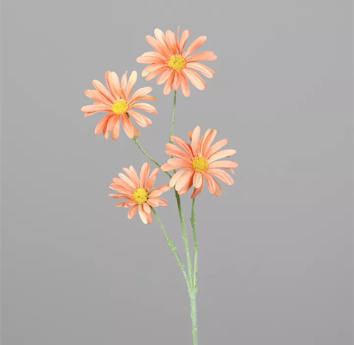 Margariten Zweig mit 4 Blüten