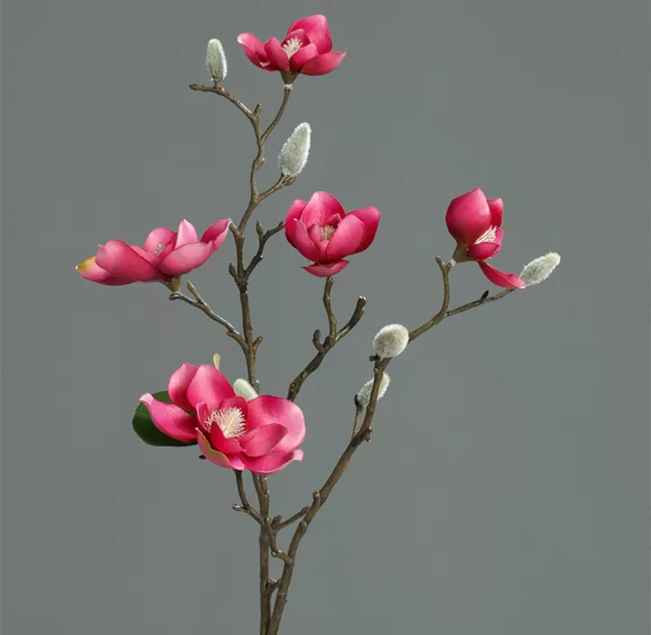 Magnolie