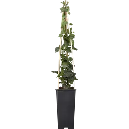 Hedera hibernica
