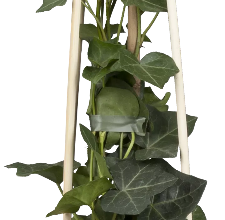 Großblättriger Irischer Efeu, 7 Liter