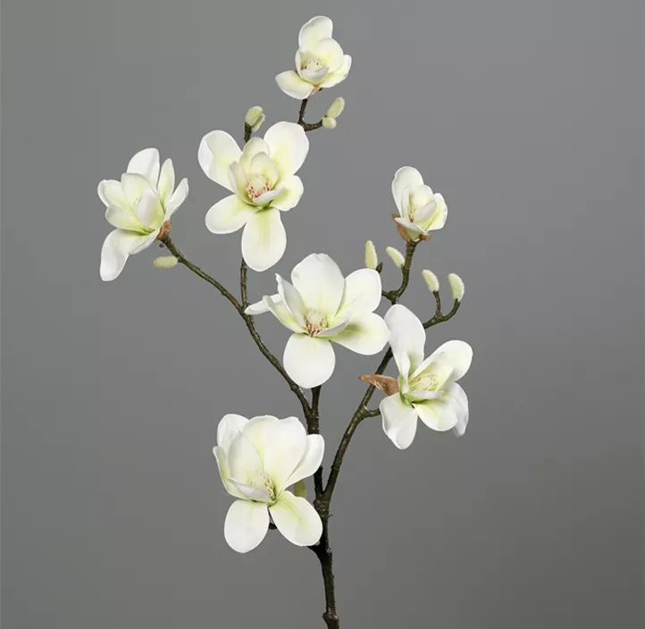 Magnolienzweig
