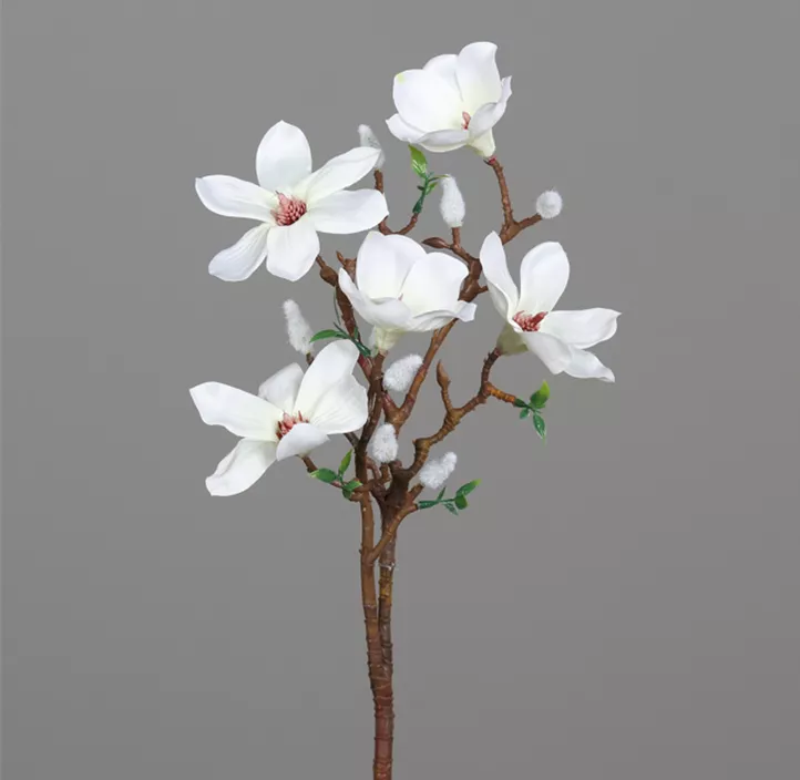Magnolienzweig mit 5 Blüten