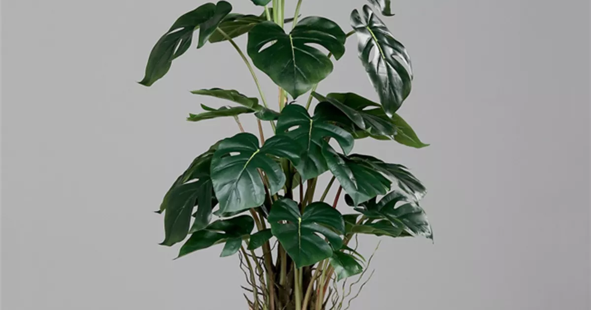 photinia x fraseri magical volcano Photinia 'Magical Volcano' 5L (Multibuy Offers Available)