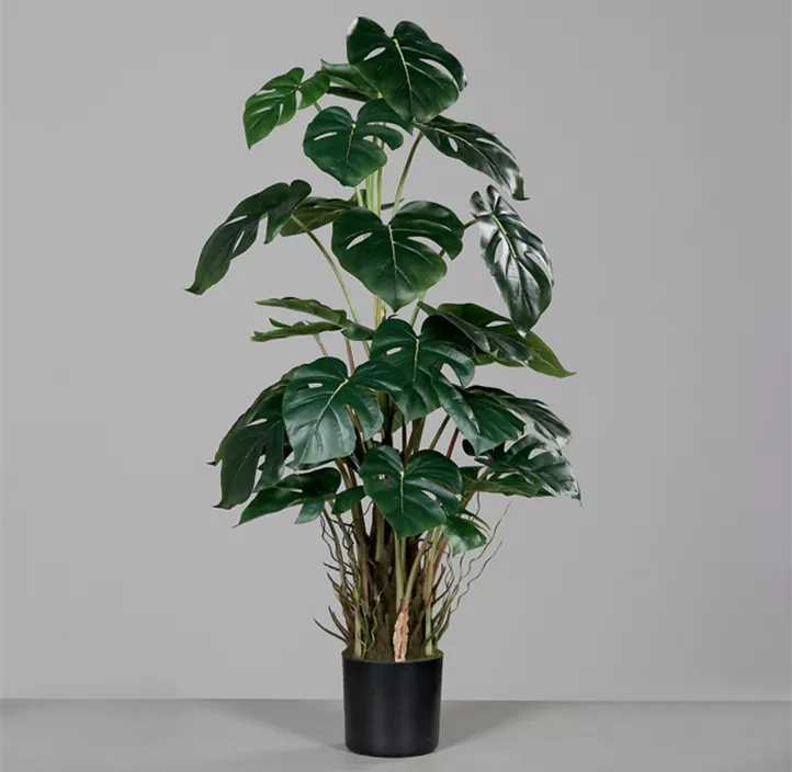 Monstera