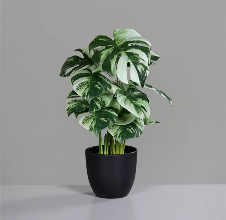 Monstera im Topf