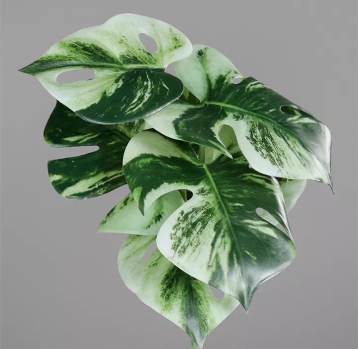 Monstera Pick (x6)