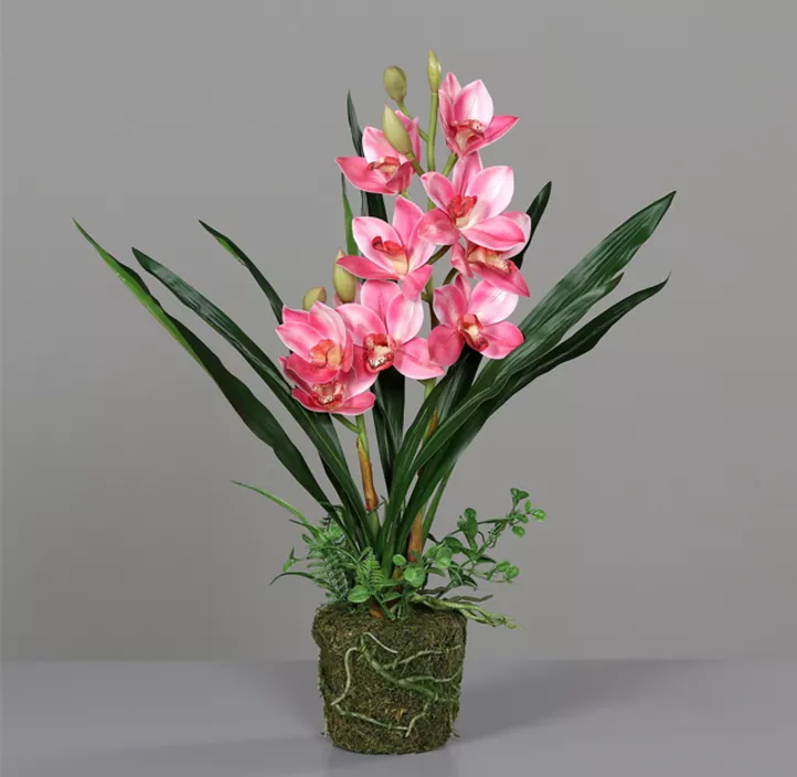 Orchidee Cymbidie im Erdballen natural touch