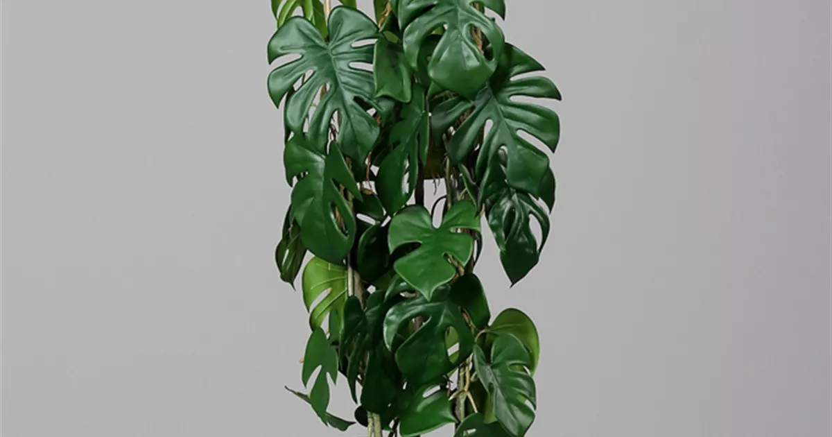 rare monstera species Rare Monstera Bundle | Plant Bundle
