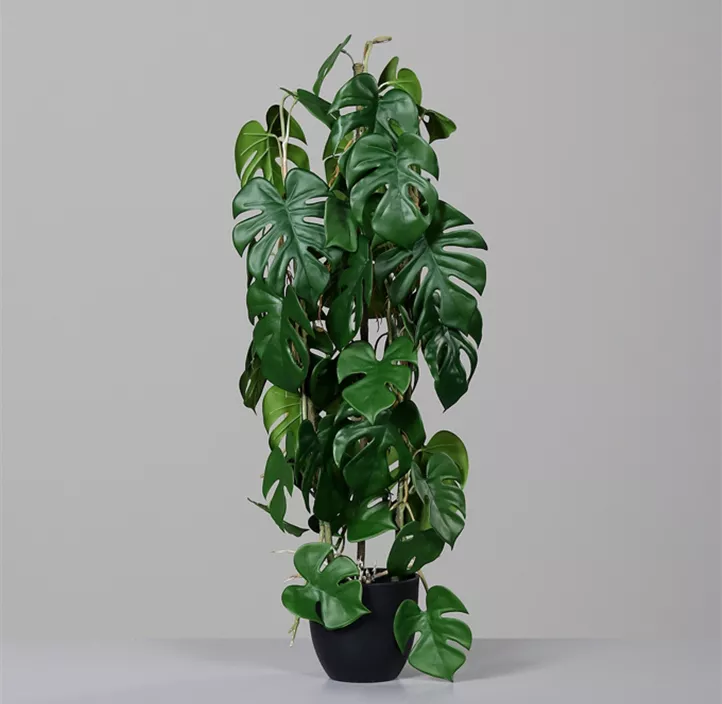 Monstera Ranke im Topf