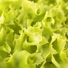 Lactuca sativa Lollo Bionda