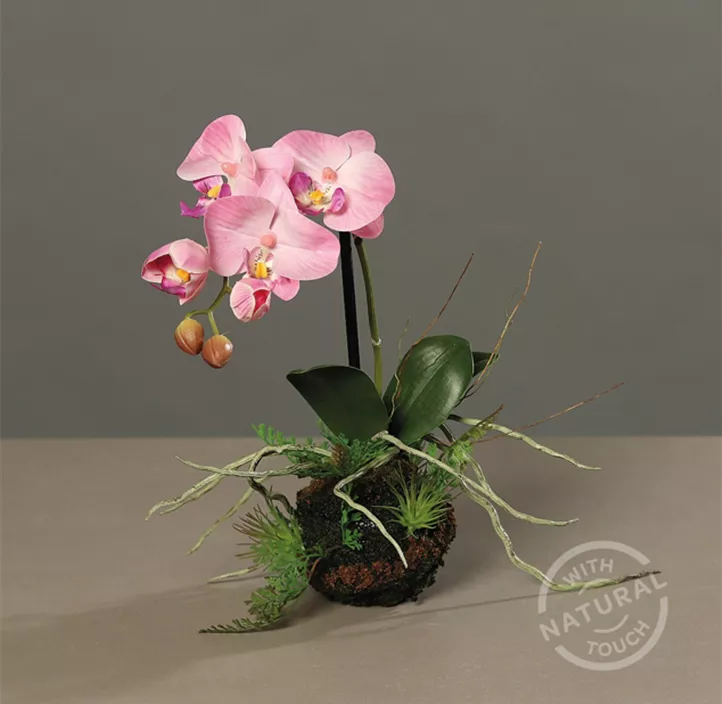 Orchidee im Erdballen mit Farn