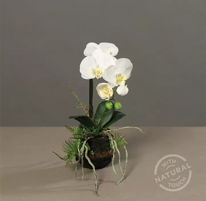 Orchidee im Erdballen mit Farn