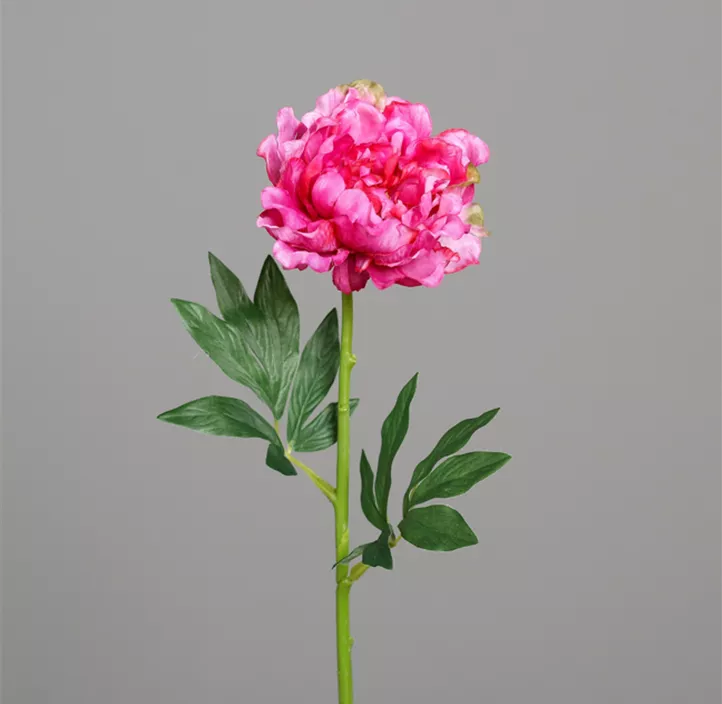 Pfingstrose