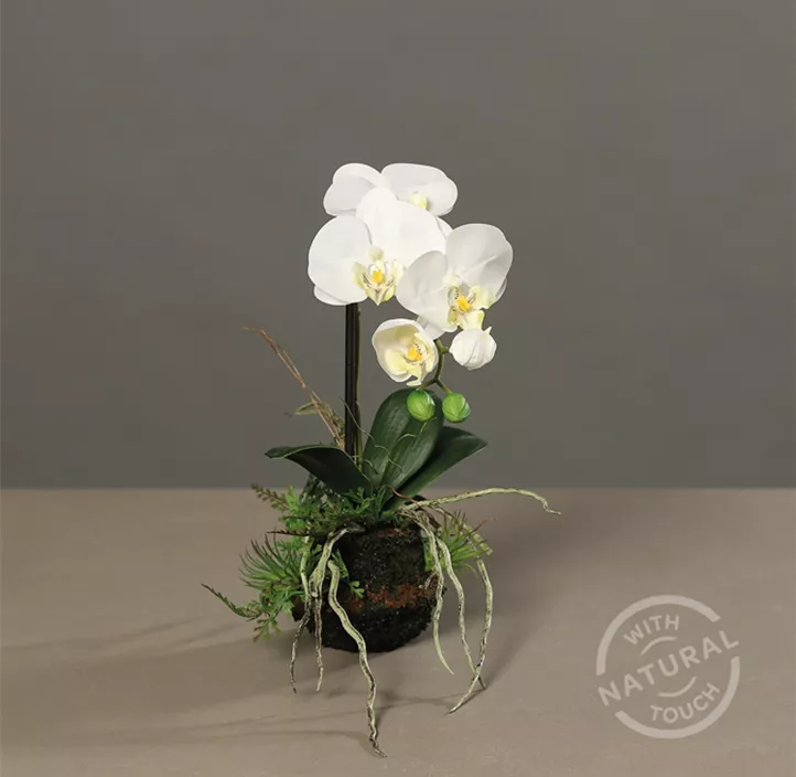 Orchidee
