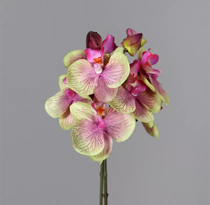 Orchidee Phalaenopsis Bund