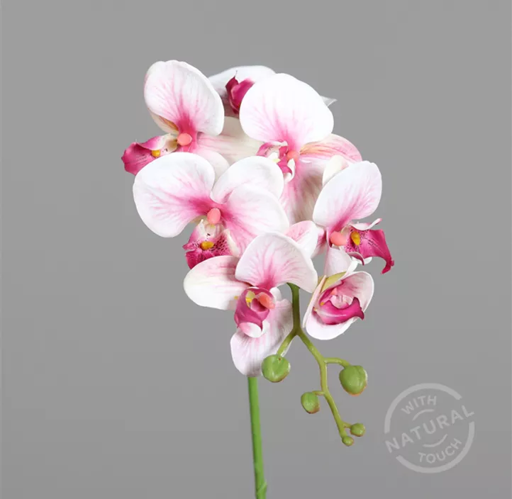 Orchidee Phalaenopsis natural touch