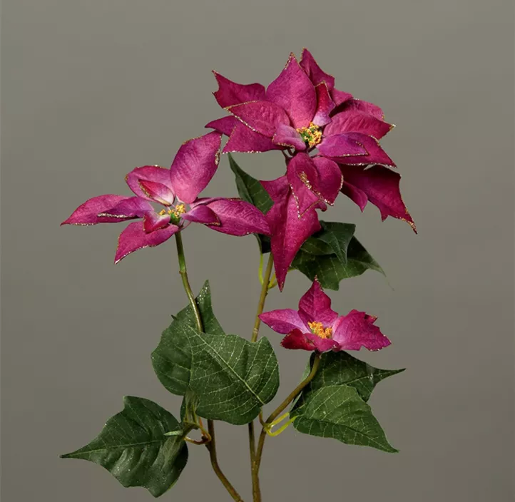 Poinsettia Velvet