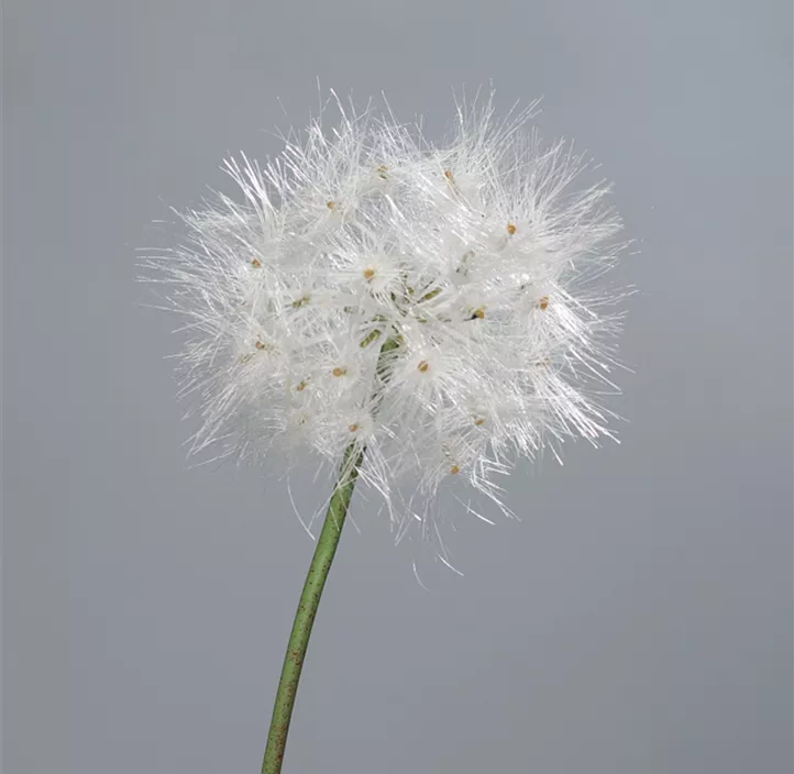 Pusteblume