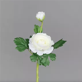 Ranunkel mit Blüte und Knospe