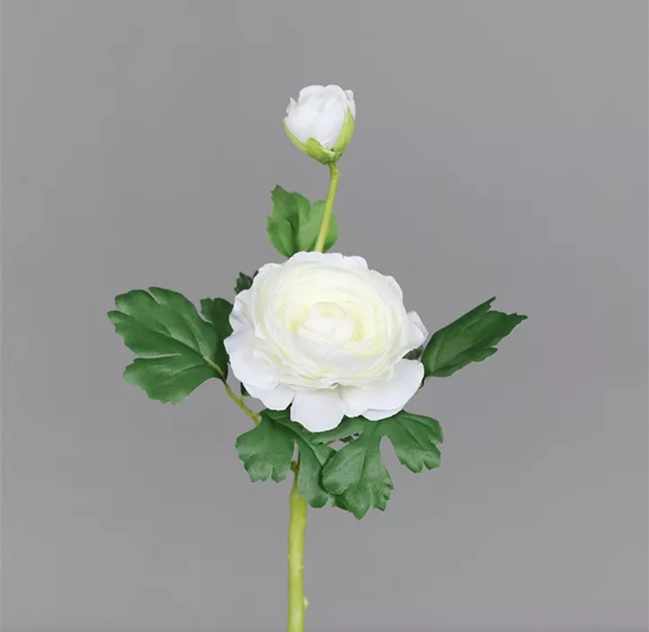 Ranunkel mit Blüte und Knospe