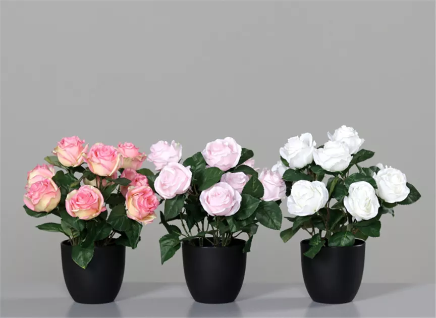 Rose im Topf, ros-wei, Rose im Topf (Sortierung rose-wei) - Bellaflora