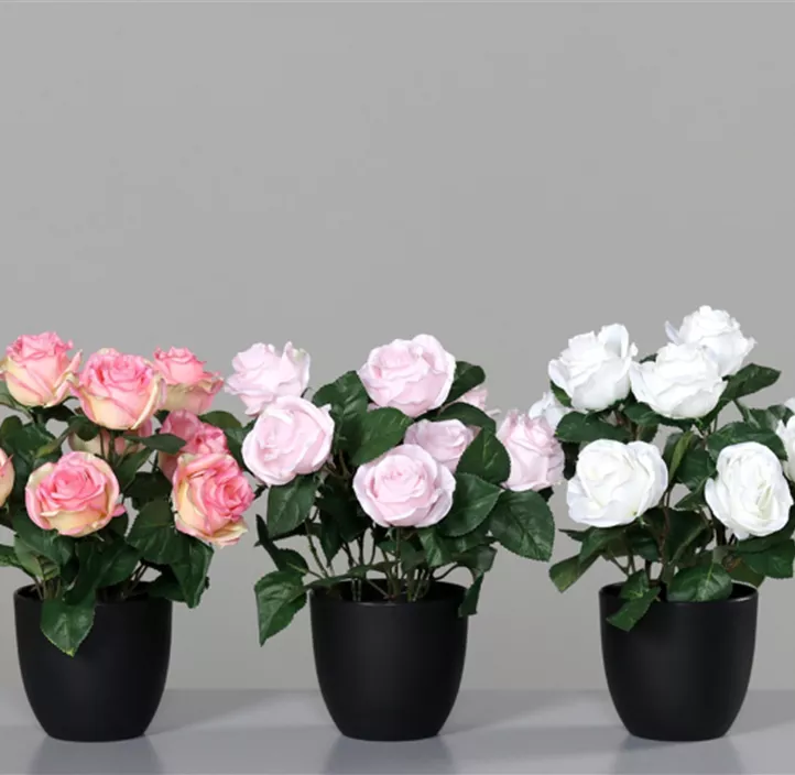 Rose im Topf (Sortierung rose-weiß)