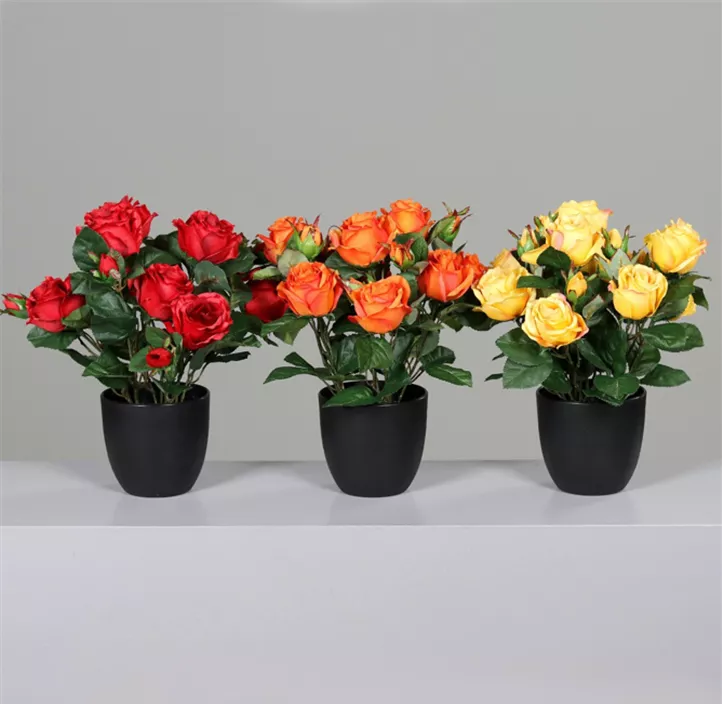 Rose im Topf (Sortierung rot-gelb)